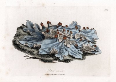 Lichen variete - Hepáticas de cor de cinza, Lichen caninus. Gravura em chapa de cobre colorida à mão a partir de uma ilustração botânica de James Sowerby de William Woodville e Sir William Jackson Hooker