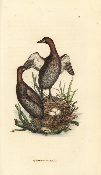 Pequeno grebe, Tachybaptus ruficollis (Pequeno grebe de estanho negro, Colymbus hebridicus?). Par em ninho com três ovos. Gravura em chapa de cobre colorida à mão por James Sowerby de The British Miscellany, ou figuras coloridas de animais novos, raros, ou de James Sowerby