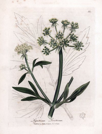 Liveche (Ligustium levistium) ou dor de montanha. Gravura em cobre colorida à mão a partir de uma ilustração de James Sowerby. Excerto do livro de William Woodville e Sir William Jackson Hooker "Botanique medicinale" 1832. O incansável Sowerby (1757-1822) de James Sowerby