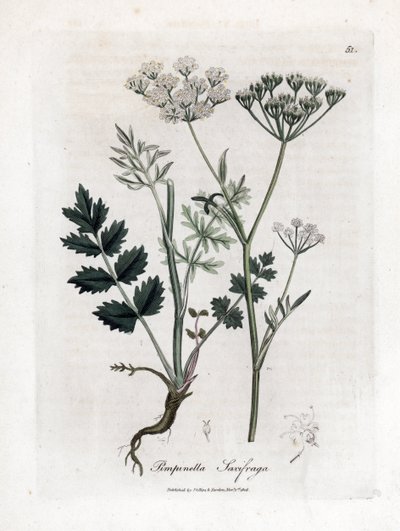 Locage saxifrage - Burnet saxifrage, Pimpinella saxifraga. Gravura em chapa de cobre colorida à mão a partir de uma ilustração botânica de James Sowerby de William Woodville e Sir William Jackson Hooker