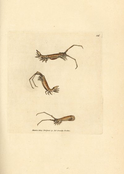 Isópode de chifre longo, Astacilla longicornis (Oniscus longicornis). Gravura em chapa de cobre colorida à mão por James Sowerby de The British Miscellany, ou figuras coloridas de novos, raros, ou pouco conhecidos exemplares de animais. de James Sowerby