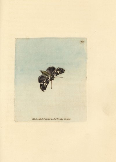 Mariposa de coroa marmoreada, Hadena confusa (Phalaena x-scriptum). Gravura em chapa de cobre colorida à mão por James Sowerby de The British Miscellany, ou figuras coloridas de novos, raros, ou pouco conhecidos súbditos animais. de James Sowerby