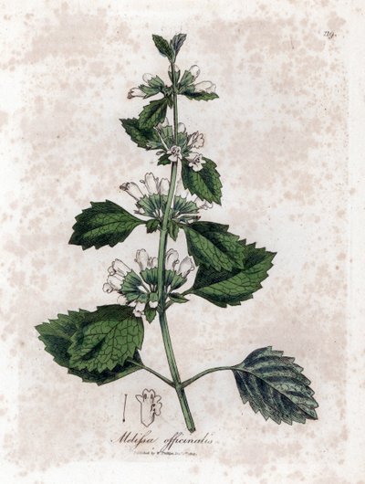 Melisse officinale ou melisse lemongrass - Bálsamo comum, Melissa officinalis. Gravura em chapa de cobre colorida à mão a partir de uma ilustração botânica de James Sowerby de William Woodville e Sir William Jackson Hooker