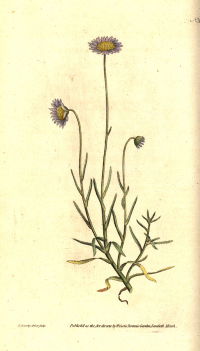Mignonette Aster - Felicia tenella (Brisly-leaved aster, Aster tenellus). Gravura e ilustração botânica de James Sowerby da revista The Botanical Magazine de William Curtis, Lambeth Marsh, Londres de James Sowerby