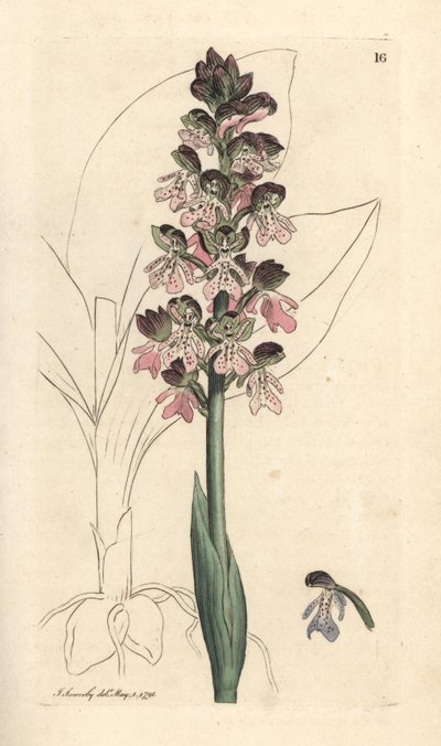 Military Orchis, Orchis militaris (Orchis warrior) Gravação em chapa de cobre colorida à mão depois de uma ilustração de James Sowerby da Botânica Inglesa de James Smith, Londres de James Sowerby