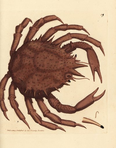 Caranguejo rei da Noruega ou caranguejo de pedra do norte, Lithodes maja. Gravura em chapa de cobre colorida à mão por James Sowerby de The British Miscellany, ou figuras coloridas de novos, raros, ou pouco conhecidos súbditos animais. de James Sowerby