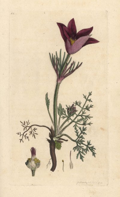 Pasqueflower, Anemone pulsatilla (pulsatille) Gravação em chapa de cobre colorida à mão depois de uma ilustração de James Sowerby da revista inglesa Botany de James Smith, Londres de James Sowerby