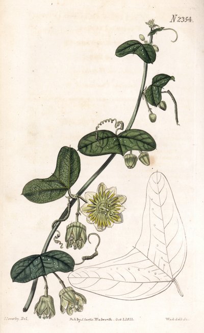 Passiflora biflora (Passiflora biflora biflora, Passiflora lunata). Gravura em chapa de cobre colorida à mão por Weddell, após uma ilustração de James Sowerby da "Botanical Magazine" de Samuel Curtis, Londres de James Sowerby