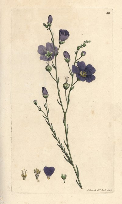 Linho perene, Linum perenne (linho perene) Gravura em chapa de cobre colorida à mão depois de uma ilustração de James Sowerby, de James Smith