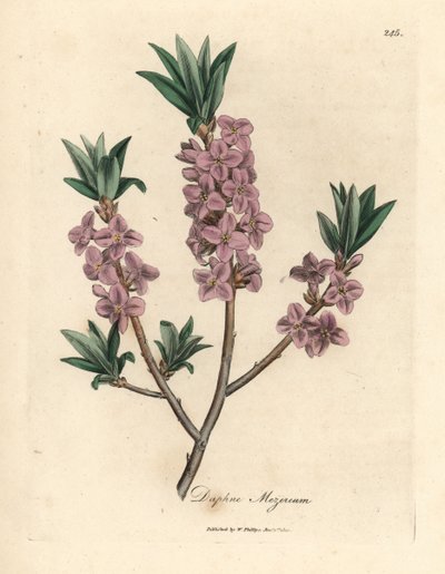 Mezereon de flor de rosa, Daphne mezereum de James Sowerby