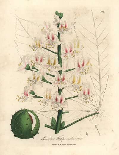 Flor de rosa e fruto do castanheiro-da-índia, Aesculus hippocastanum de James Sowerby