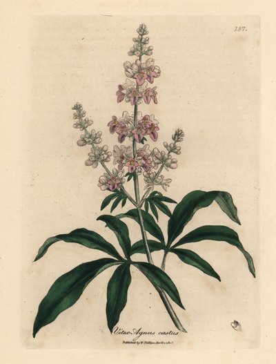 Árvore casta cor-de-rosa florida, Vitex agnus castus de James Sowerby