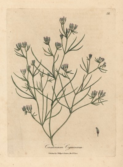 Cominho florido cor-de-rosa, Cuminum cyminum de James Sowerby