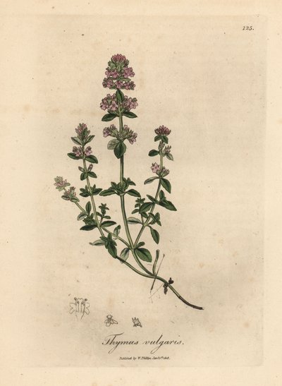 Tomilho de jardim rosa florido, Thymus vulgaris de James Sowerby