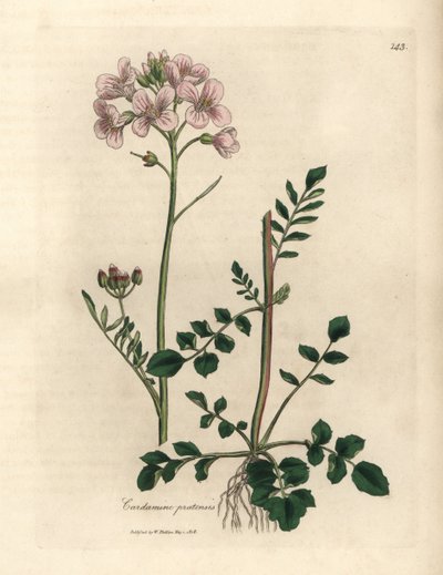 Flor de senhora cor-de-rosa bata ou flor-de-rosa, Cardamine pratensis de James Sowerby