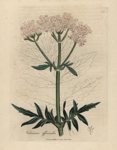 Valeriana florida cor-de-rosa, Valeriana officinalis de James Sowerby