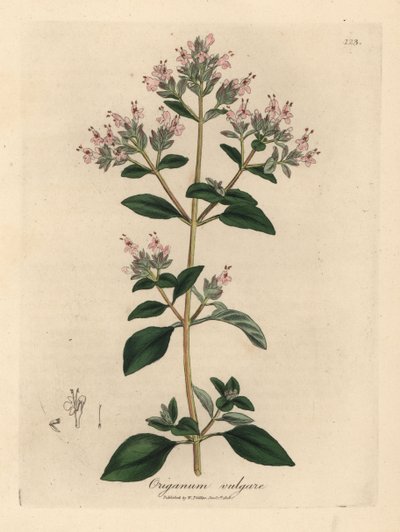 Manjerona selvagem cor-de-rosa florida, Origanum vulgare de James Sowerby