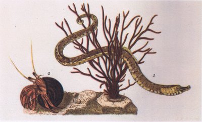 Pipe Fish e Hermit Crab, Nature in Britain publicado por Collins, 1946 de James Sowerby