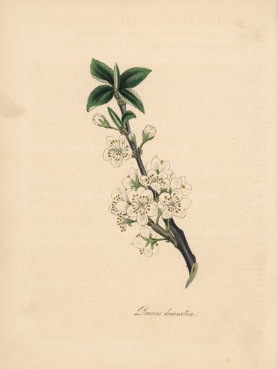 Ameixoeira - Ameixoeira comum, Prunus domestica. Extraído de uma ilustração de James Sowerby de "Medical Botany" de William Woodville. Zincógrafo colorido à mão por C. Chabot desenhado por M. A. Burnett a partir da sua "Plantae Utiliores: ou Ilustrações de de James Sowerby