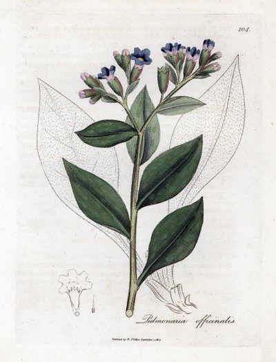 Pulmonary officinale - Lungwort, Pulmonia officinalis. Gravura em chapa de cobre colorida à mão a partir de uma ilustração botânica de James Sowerby de William Woodville e Sir William Jackson Hooker