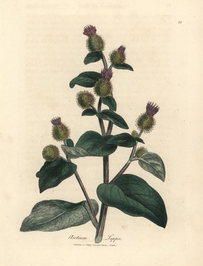 Bardana florida púrpura, Arctium lappa de James Sowerby