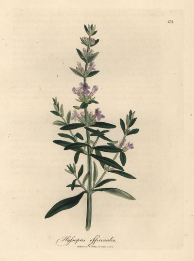 Hyssop florido roxo, Hyssopus officinalis de James Sowerby