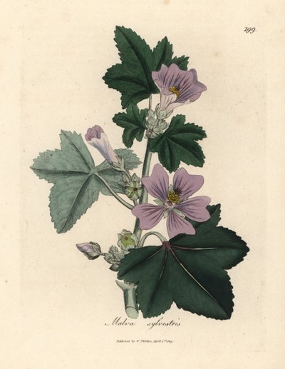 Malva sylvestris, Malva sylvestris de flor púrpura de James Sowerby