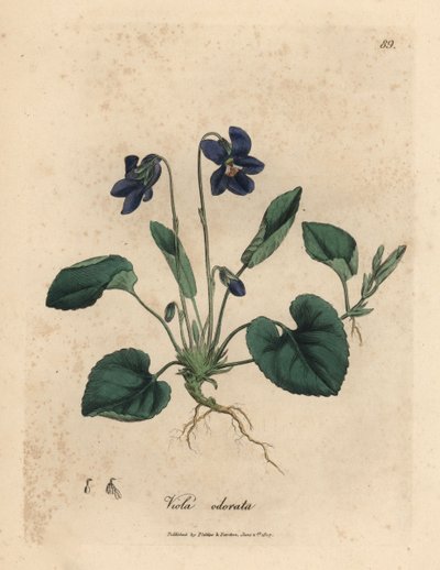 Violeta violeta doce florida púrpura, Viola odorata de James Sowerby
