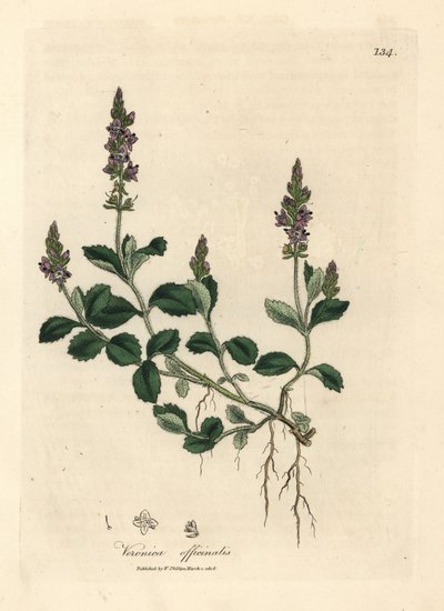 Veronica com flor púrpura, Veronica officinalis de James Sowerby