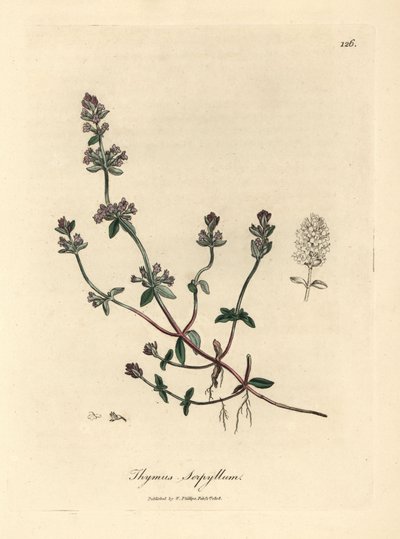 Tomilho selvagem com floração roxa, Thymus serpyllum de James Sowerby