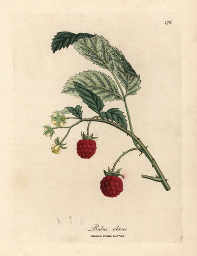 Arbusto de framboesa com fruta madura e flores amarelas, Rubus idaeus de James Sowerby