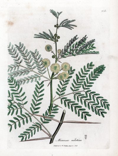Goma vermelha - Goma arábica, Acacia nilotica. Gravura em chapa de cobre colorida à mão a partir de uma ilustração botânica de James Sowerby de William Woodville e Sir William Jackson Hooker