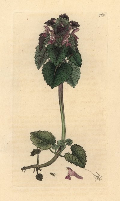 Deadnettle vermelho, Lamium purpureum Gravura em chapa de cobre colorida à mão depois de um desenho de James Sowerby para James Smith