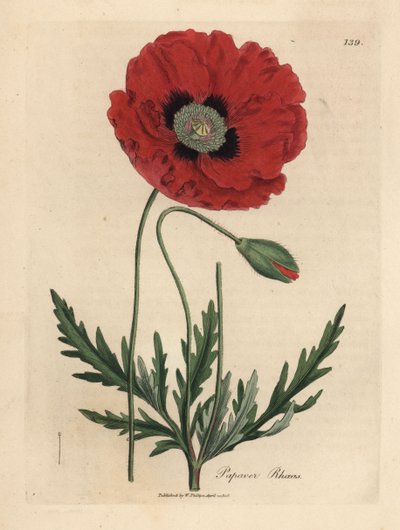Papoila vermelha ou papoila de milho, Papaver rhoeas de James Sowerby