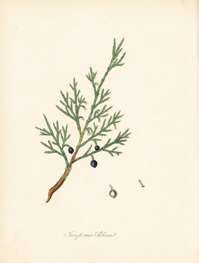 Sabine zimbro - Cerrado comum ou zimbro savina, Juniperus sabina. Extraído de uma ilustração de James Sowerby de William Woodville e de Sir William Jackson Hooker, "Medical Botany". Zincógrafo colorido à mão por C. Chabot, desenhado por Miss M. A. Burnett  de James Sowerby