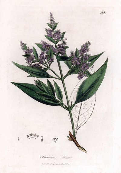 Sândalo - sândalo indiano, álbum Santalum. Vulnerável. Gravura em chapa de cobre colorida à mão a partir de uma ilustração botânica de James Sowerby de William Woodville e Sir William Jackson Hooker