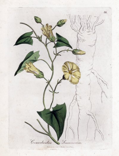 Scamonee - Scammony bindweed, Convolvulus scammonia. Gravura em chapa de cobre colorida à mão a partir de uma ilustração botânica de James Sowerby de William Woodville e Sir William Jackson Hooker