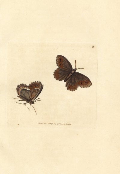 Borboleta Scotch Argus, Erebia aethiops (Papilio blandina). Gravura em chapa de cobre colorida à mão por James Sowerby de The British Miscellany, ou figuras coloridas de novos, raros, ou pouco conhecidos sujeitos animais. de James Sowerby