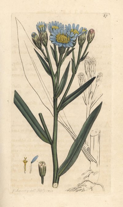 Sea aster, Tripolium pannonicum subsp. tripolium (Sea starwort, Aster tripolium) (Aster maritime) Gravação em chapa de cobre colorida à mão depois de uma ilustração de James Sowerby de James Smith