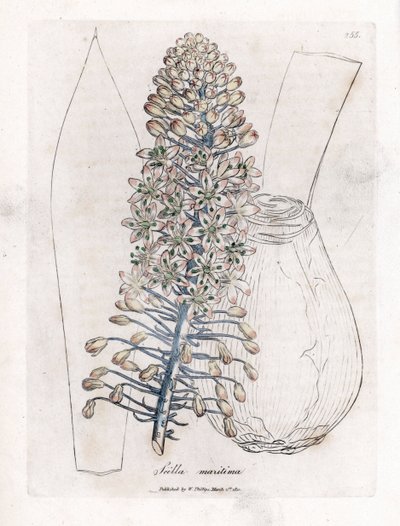 Cebola marinha ou squill, Drimia maritima. Gravura em chapa de cobre colorida à mão a partir de uma ilustração botânica de James Sowerby de William Woodville e Sir William Jackson Hooker
