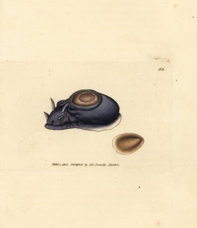 Lesma marinha ou lebre marinha, Aplysia punctata (Aplysia hybrida). Gravura em chapa de cobre colorida à mão por James Sowerby de The British Miscellany, ou figuras coloridas de novos, raros, ou pouco conhecidos exemplares de animais. de James Sowerby