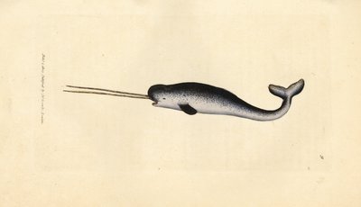 Unicórnio marinho ou narval, Monodon monoceros. Espécime raro com presas duplas. Gravura em chapa de cobre colorida à mão por James Sowerby de The British Miscellany, ou figuras coloridas de novos, raros, ou pouco conhecidos exemplares de animais. de James Sowerby