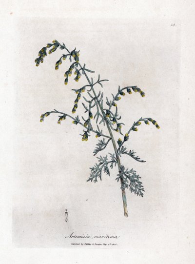 Absinto marinho, Artemisia maritima. Gravura em chapa de cobre colorida à mão a partir de uma ilustração botânica de James Sowerby de William Woodville e Sir William Jackson Hooker