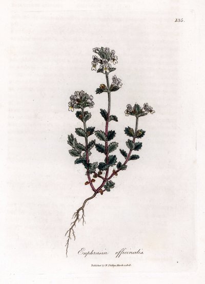 Relva de visão curta - Euphrasia officinalis, Euphrasia officinalis. Gravura em chapa de cobre colorida à mão a partir de uma ilustração botânica de James Sowerby de William Woodville e "Medical Botany" de Sir William Jackson Hooker, John Bohn, Londres de James Sowerby