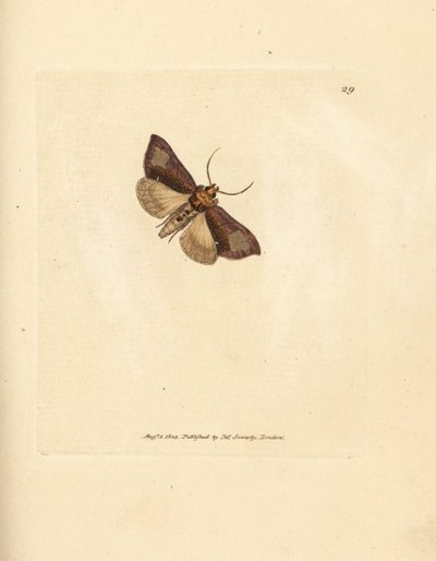 Latão fino polido, Thysanoplusia orichalcea (traça de latão polido Yorkshire; Phalaena Noctua aerifera). Gravura em chapa de cobre colorida à mão por James Sowerby de The British Miscellany, ou figuras coloridas de animais novos, raros, ou pouco conhecidos de James Sowerby