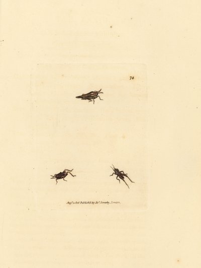 Gafanhoto esguio, Tetrix subulata (acrydium em forma de AWL, Acrydium subulatum). Gravura em chapa de cobre colorida à mão por James Sowerby de The British Miscellany, ou figuras coloridas de novos, raros, ou pouco conhecidos sujeitos animais. de James Sowerby