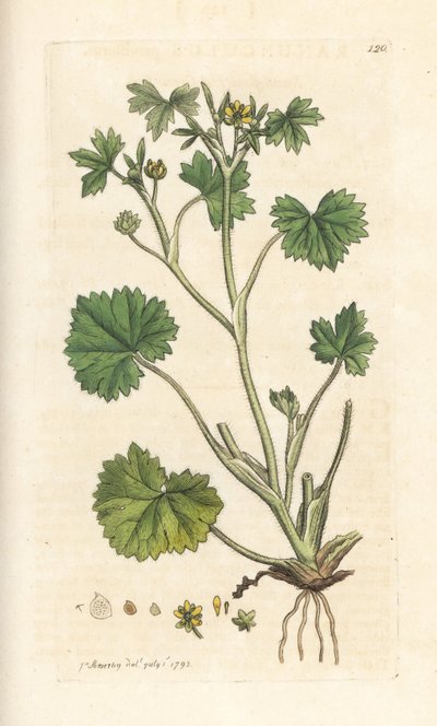 Ranunculus parviflorus (ranúnculo), ranúnculo parviflorus (ranúnculo) Gravura em chapa de cobre colorida à mão depois de uma ilustração de James Sowerby de James Smith