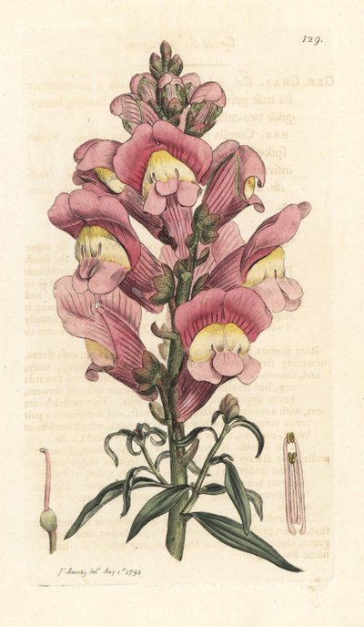 Snapdragon, Antirrhinum majus Gravura em chapa de cobre colorida à mão depois de uma ilustração de James Sowerby de James Smith