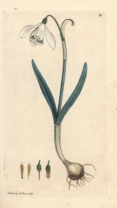 Gota de Neve, Galanthus nivalis. Gravura em chapa de cobre colorida à mão depois de uma ilustração de James Sowerby, de James Smith