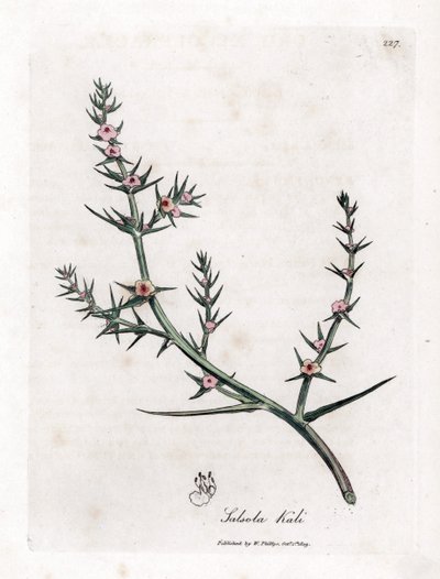 Soda brulee - Sal grosso, Kali turgida. Gravura em chapa de cobre colorida à mão a partir de uma ilustração botânica de James Sowerby de William Woodville e Sir William Jackson Hooker